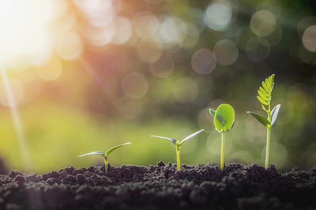 Plant growth on the soil