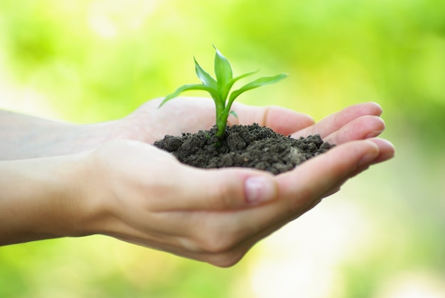 Plant in the hand on  green background