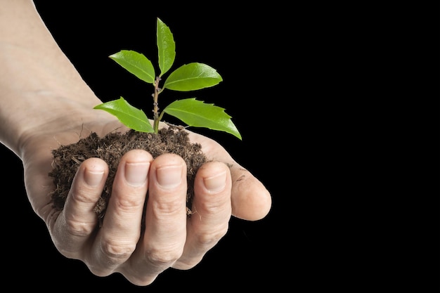 Plant in a hand isolated on black background