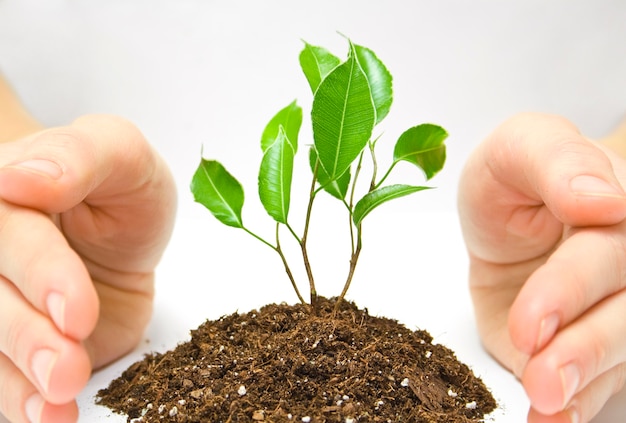 Plant in a hand isolated on white background