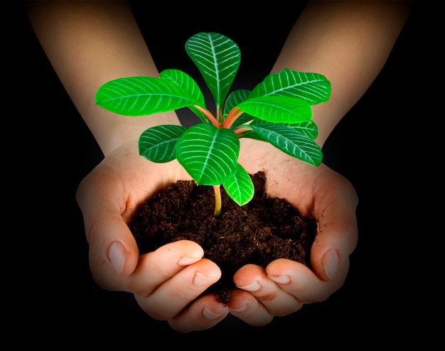 Plant in a hand isolated on white background