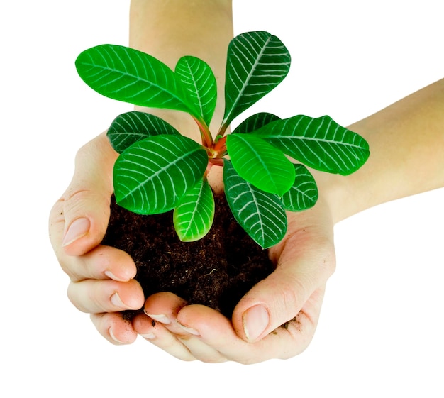 Plant in a hand isolated on white background