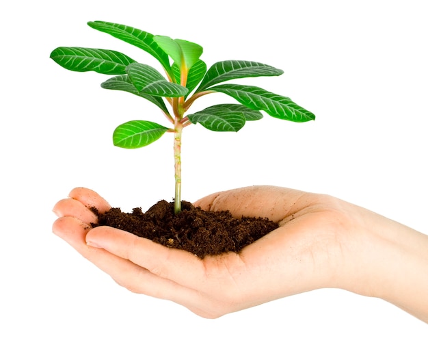 Plant in a hand isolated