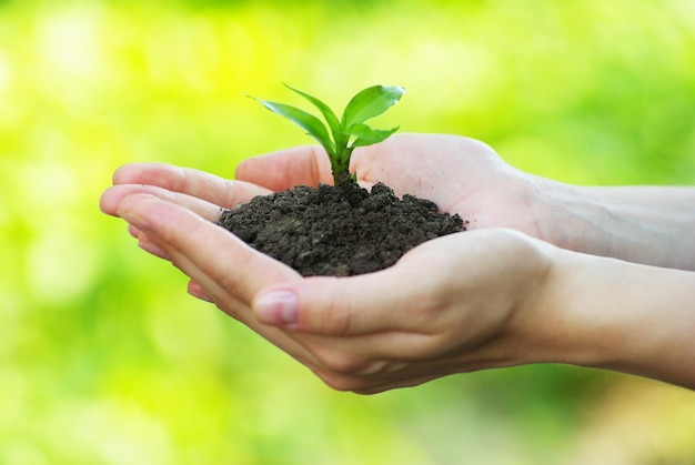 Plant in the hand