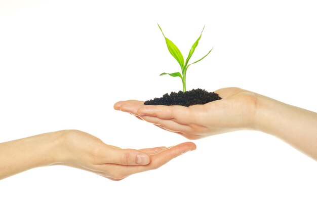 Plant in hands isolated on white background