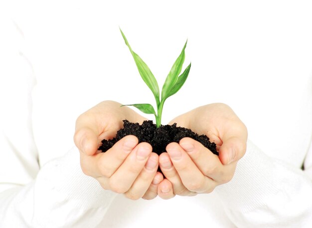 Plant in hands