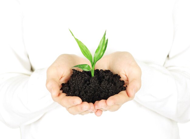 Plant in hands