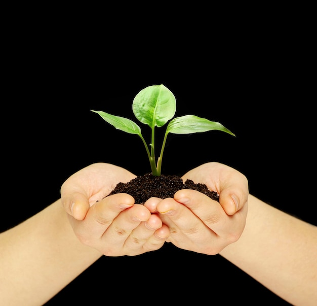 Plant in hands