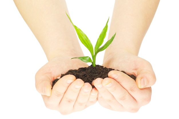 Plant in hands