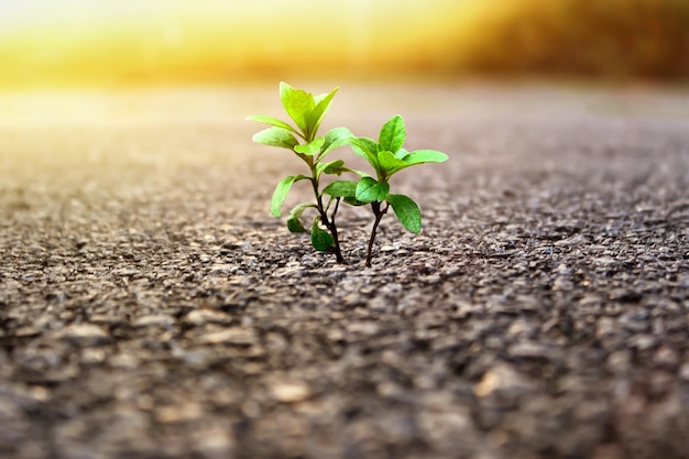 The plant has grown through the asphalt. life concept. life is\
where there is none.