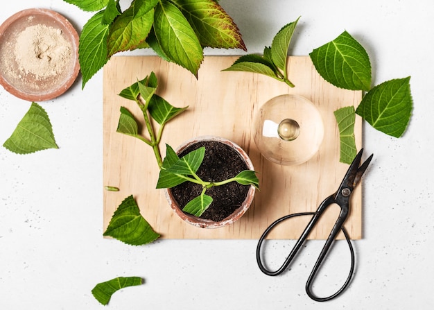 Plant the hydrangea cutting in soil