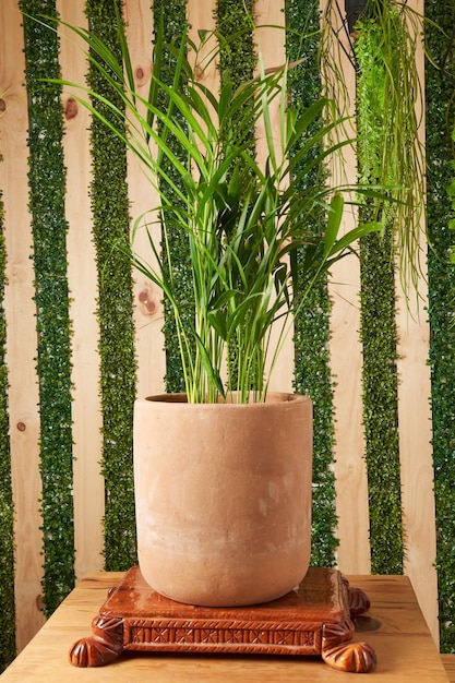 Plant in aarden potten op houten tafel