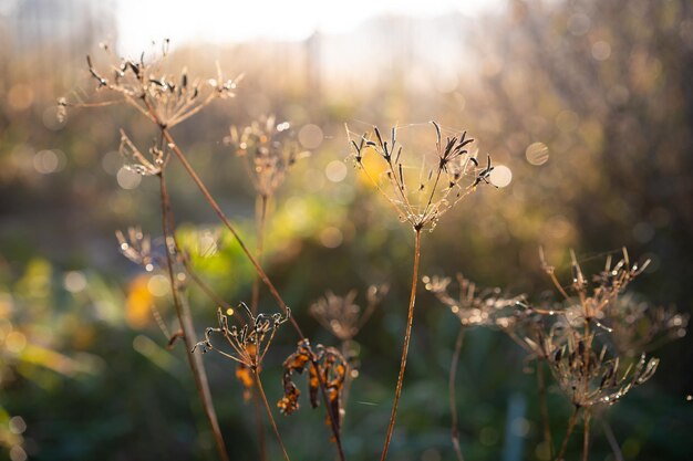 Plant in de achtergrondverlichting van het web