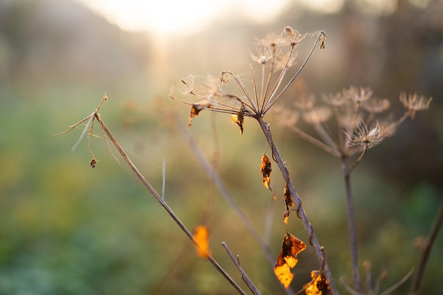 Plant in de achtergrondverlichting van het web