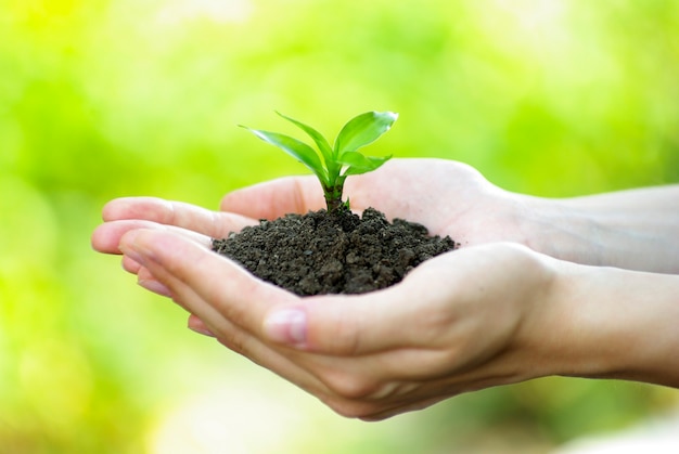 Plant in de hand