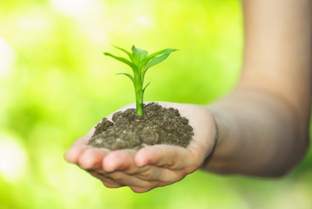 Plant in de hand