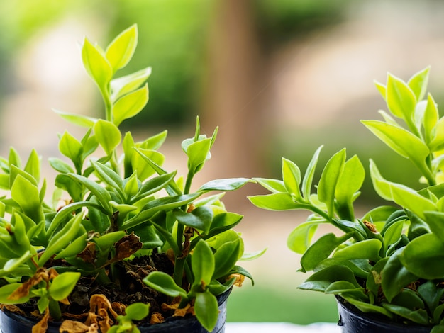 plant in de pot op de natuur achtergrond