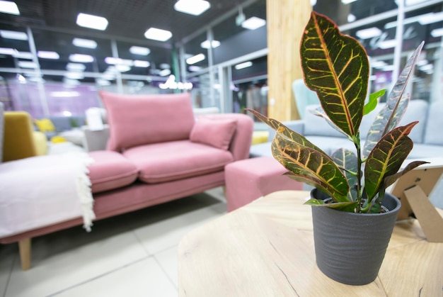 Plant in een bloempot op de achtergrond van een winkel die banken en fauteuils verkoopt