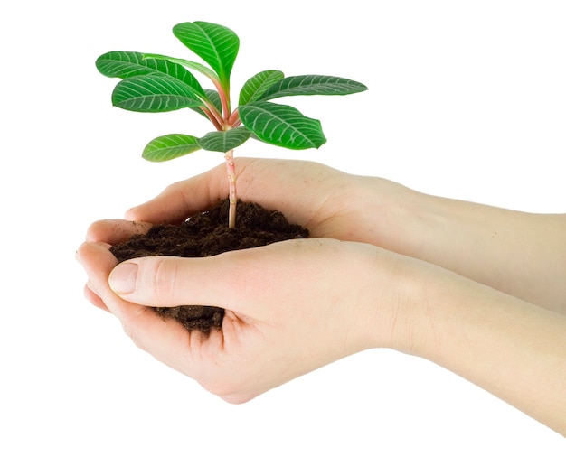 Plant in een hand geïsoleerd op wit