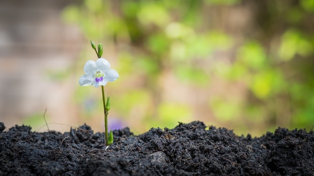 plant in het ochtendlicht