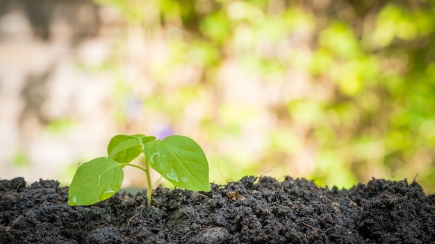 plant in het ochtendlicht