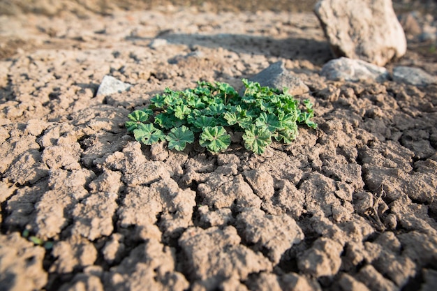 Plant in kleigrond