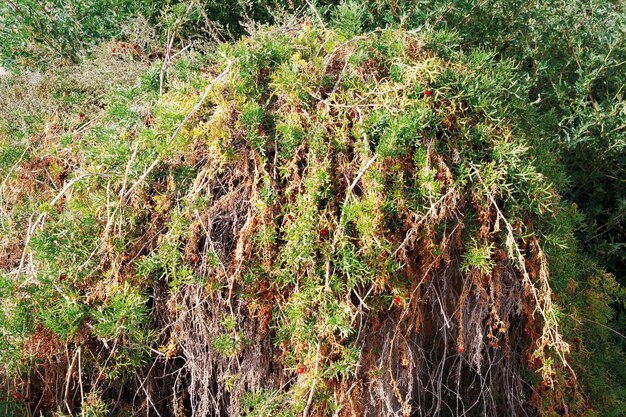 Plant in kustkliffen Kust van de Kaspische Zee Malacocarpus crithmifolius zeldzame relictplant van bergen en laaglanden van Centraal-Azië van de Pegan-familie Kazachstan Mangistau-regio