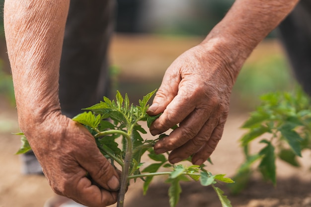 Plant in kweekmedium, financieel en natuurlijk groeiconcept.