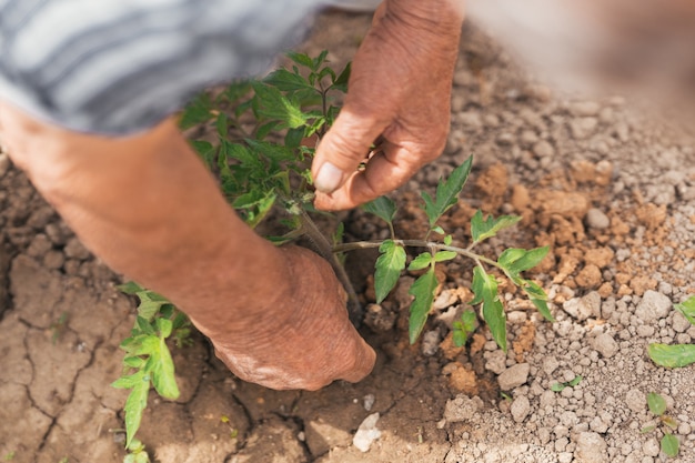 Plant in kweekmedium, financieel en natuurlijk groeiconcept.