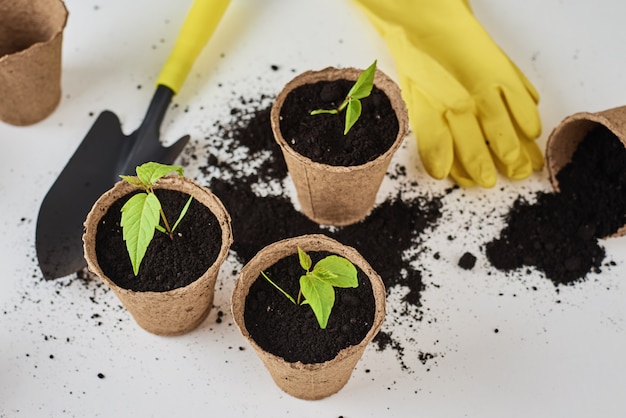 Plant in pot, kleine schep en gele handschoenen