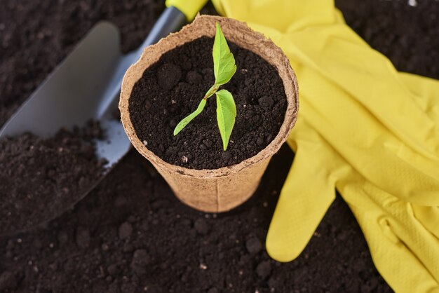 Plant in pot met kleine schep en gele handschoenen op aarde