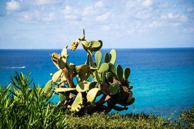 写真 空と対峙する海に植物を植える