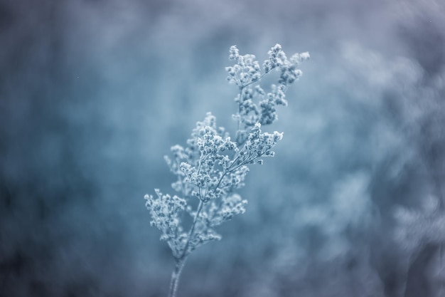 写真 最初の霜に植える