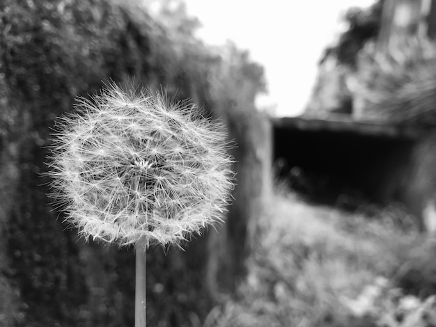 Foto plant in zwart-wit