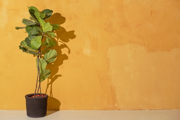 Foto pianta in casa su un tavolo a muro giallo. sul muro c'è una bellissima ombra delle foglie. belle foglie di ficus lyrata.