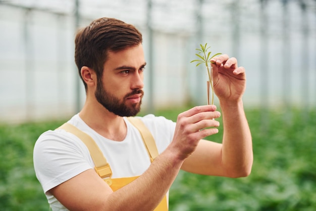 Plant inside of test tube with water Young greenhouse worker in yellow uniform have job inside of hothouse