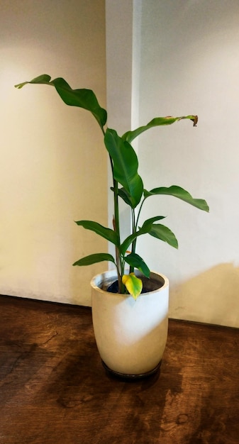 Plant inside white pot on the wood floor