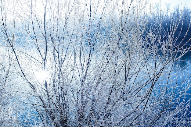 植物は厚い雪で覆われています。枝の凍った霧。