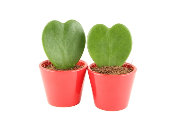 Plant is in the form of heart