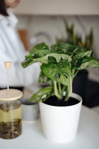 A plant is in a white pot on a table