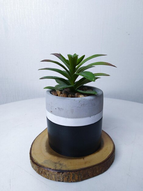 the plant is in a white pot