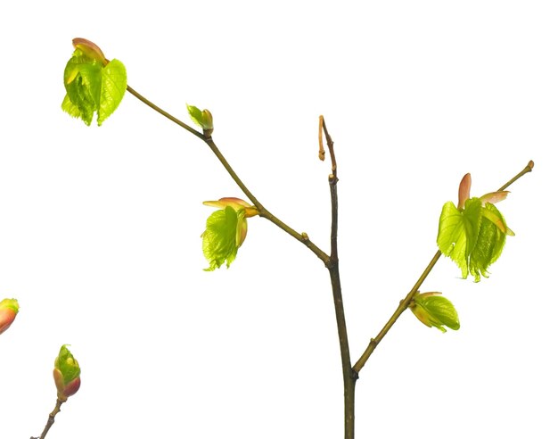 写真 白い背景で隔離の植物