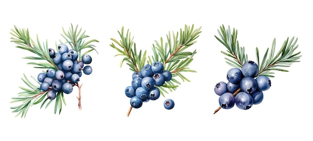 plant juniper berry ai generated spice aromatic flavor herb ingredient gin plant juniper berry illustration watercolor