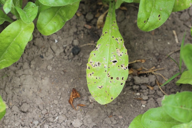 Plant leaf damaged by garden pests diseases of house flowers\
and plants in the garden