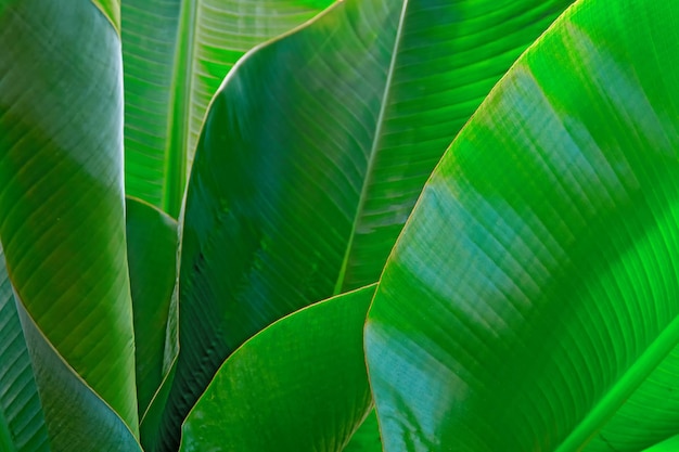 Plant leaf green tropical plant selective focus