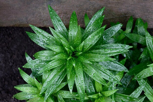 Plant leaves macro with rain drops