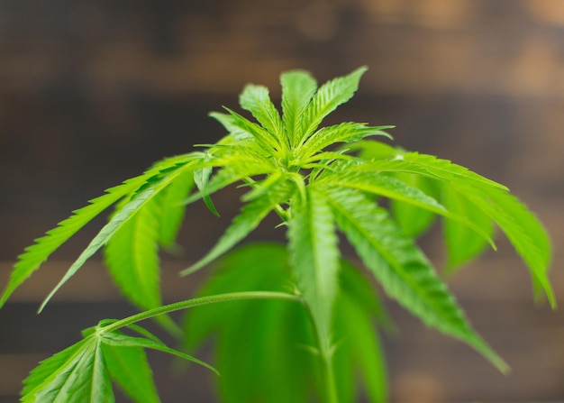 Растение оставляет коноплю конопли марихуаны