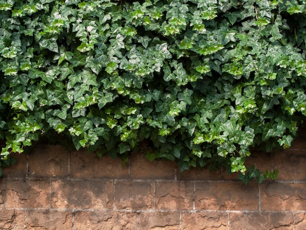 石の壁に葉を植える