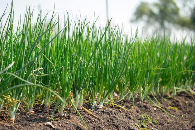 Plant lente-uitjes die in het seizoen groeien. In de vruchtbare gebieden