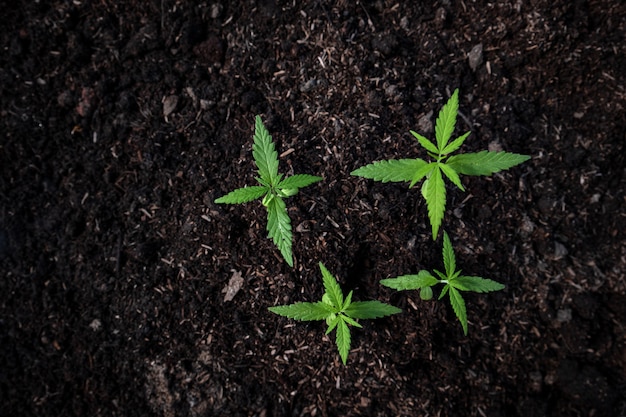 Plant of a little cannabis seedling in the ground